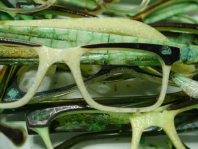 Foto: Stark zersetzte Brillengestelle aus Celluloid © Deutsches Museum, Christina Elsässer